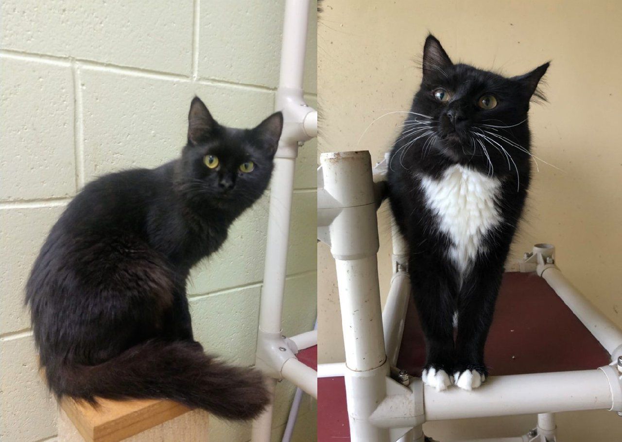 St. Lucie County Pet of the Week - Week of Feb. 15, 2019